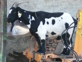 Chèvre
