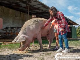 Babe le cochon